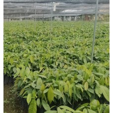 Bibit Kakao Sambung Pucuk MCC 02, Pringsewu-Lampung